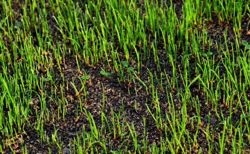 Freshly Hydroseeded Lawn